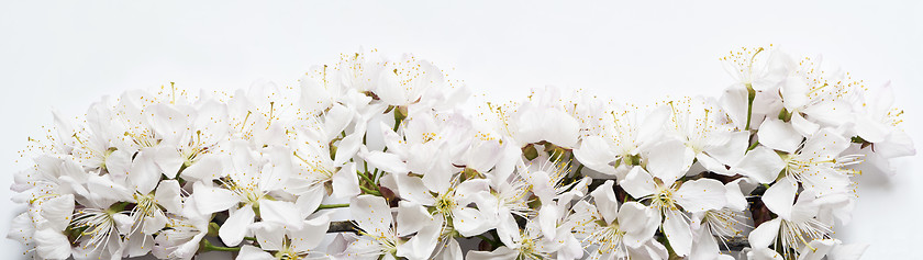 Image showing White cherry blossoms on very light gray background