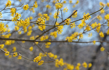 Image showing Yellow closeup spring blossoming tree brunch 