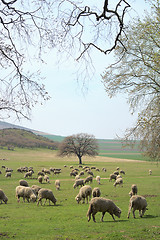 Image showing Flock of sheep on field 