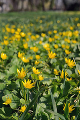 Image showing Winter Aconite, Eranthis Hiemalis 