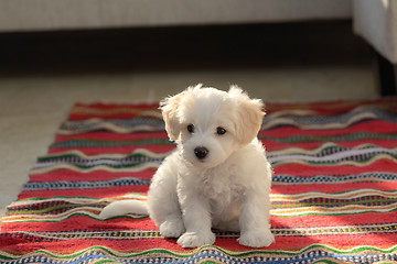 Image showing White puppy maltese dog sitting on carpet