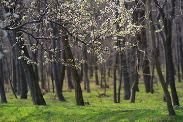 Image showing Closeup spring blossoming tree brunch 