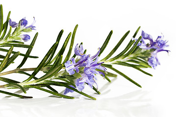 Image showing Blossoming twigs of rosemary