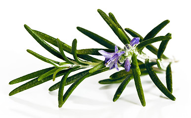 Image showing Blossoming twig of rosemary