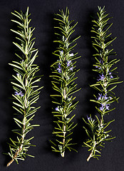 Image showing Twigs of rosemary with blossoms