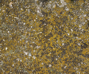 Image showing Moss plants on a rock