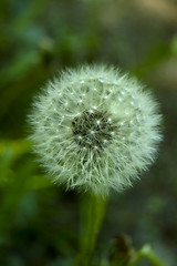 Image showing dandelion blowball