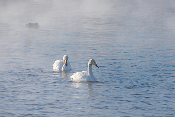 Image showing Beautiful white whooping swans