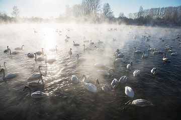 Image showing Beautiful white whooping swans