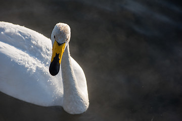 Image showing Beautiful white whooping swans