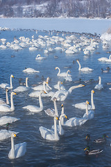 Image showing Beautiful white whooping swans