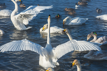 Image showing Beautiful white whooping swans