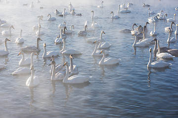 Image showing Beautiful white whooping swans