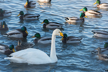 Image showing Beautiful white whooping swans