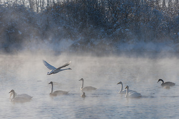 Image showing Beautiful white whooping swans