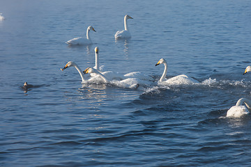 Image showing Beautiful white whooping swans