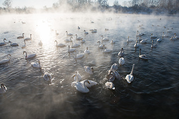 Image showing Beautiful white whooping swans