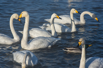 Image showing Beautiful white whooping swans