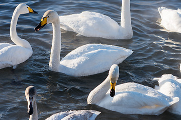 Image showing Beautiful white whooping swans