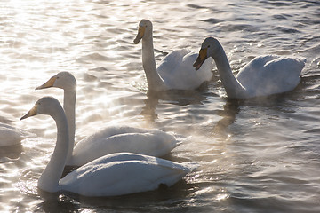 Image showing Beautiful white whooping swans