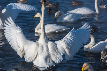 Image showing Beautiful white whooping swans