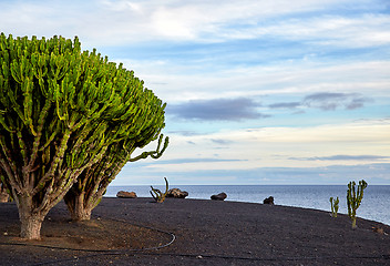 Image showing cactus tree in Lanzarote, Canary Islands, Spain