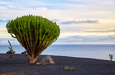 Image showing cactus tree in Lanzarote, Canary Islands, Spain