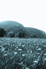 Image showing Flowers landscape