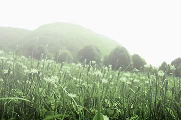 Image showing Flowers landscape