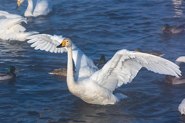 Image showing Beautiful white whooping swans