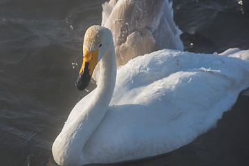 Image showing Beautiful white whooping swans