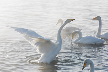 Image showing Beautiful white whooping swans