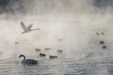 Image showing Beautiful white whooping swans