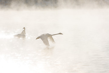 Image showing Beautiful white whooping swans