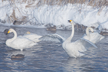 Image showing Beautiful white whooping swans