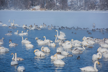 Image showing Beautiful white whooping swans