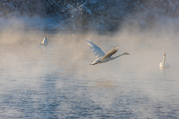 Image showing Beautiful white whooping swans