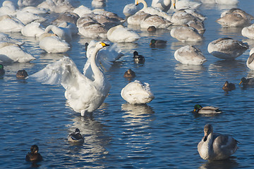 Image showing Beautiful white whooping swans