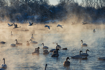 Image showing Beautiful white whooping swans