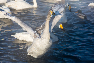 Image showing Beautiful white whooping swans