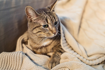 Image showing tabby cat lying on blanket at home in winter