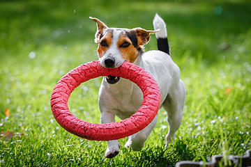 Image showing Jack Russell Terrier running witn toy