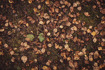 Image showing Backround image of fallen autumn leaves