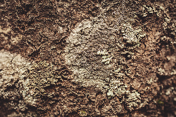 Image showing Lichen on tree bark