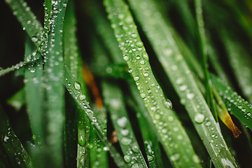 Image showing Fresh thick grass with dew drops