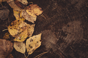 Image showing Backround image of fallen autumn leaves