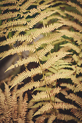 Image showing Yellow fern leaf