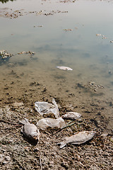 Image showing Dead fish on the pond.