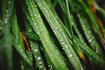 Image showing Fresh thick grass with dew drops