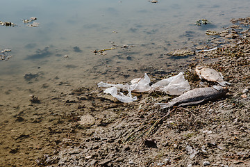 Image showing Dead fish on the pond.